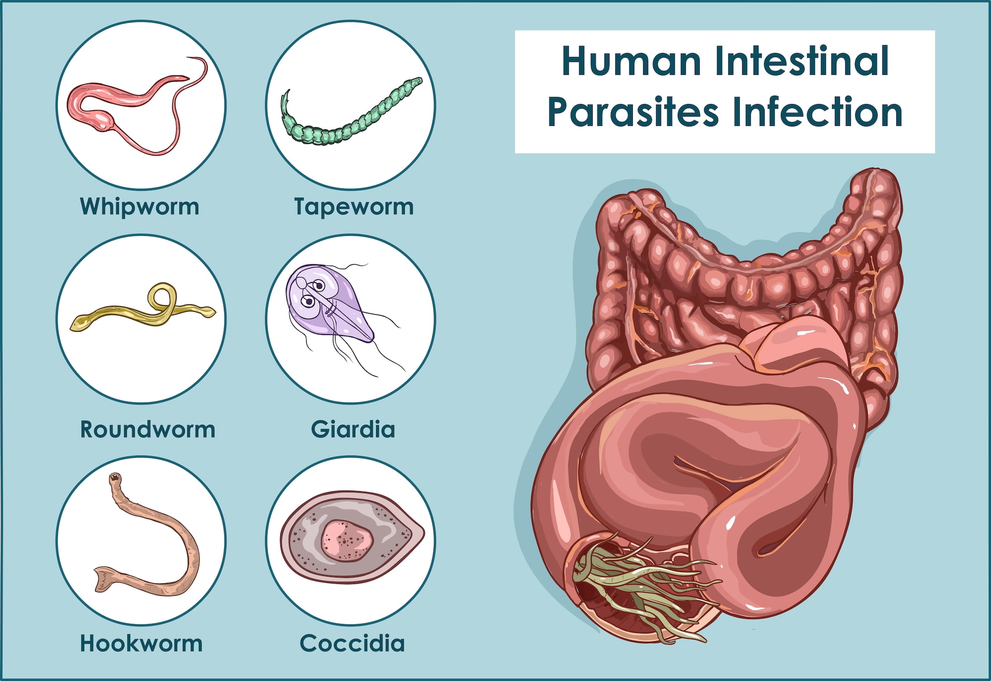 tapeworms in humans